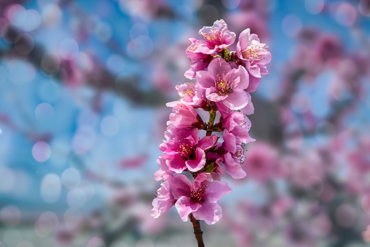 sakura sierkers
