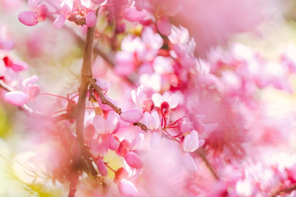 sakura sierkers sakura sierkers