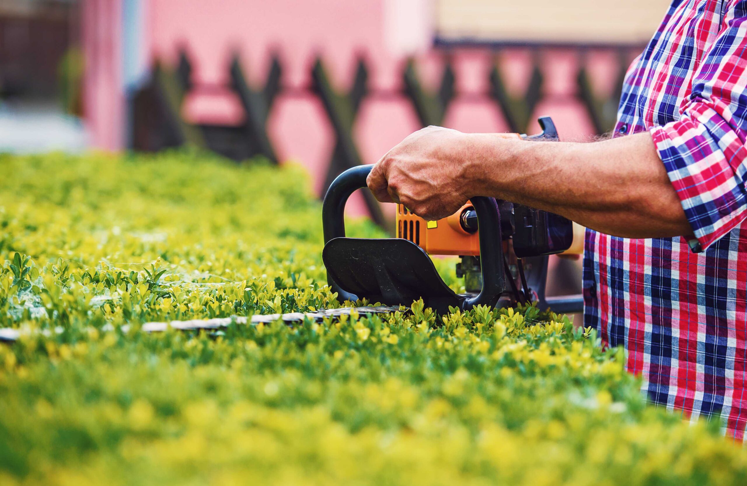 Beukenhaag