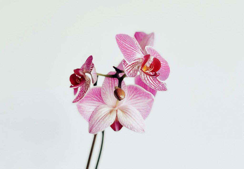 zijden orchidee