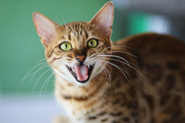 Kat